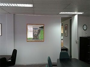 Office Dry Walling